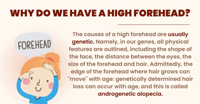 Why do we have a high forehead?